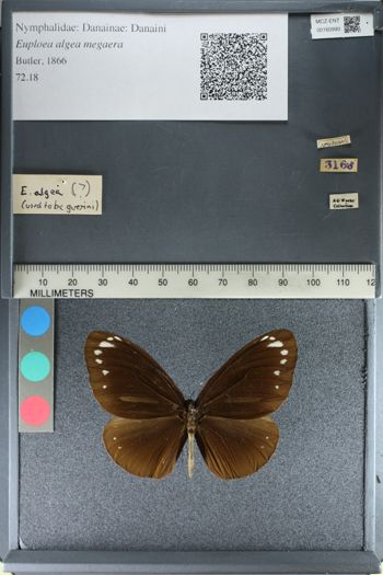 Media type: image;   Entomology 160990